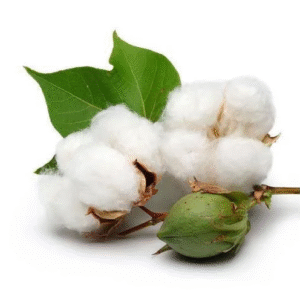 Cotton Seed