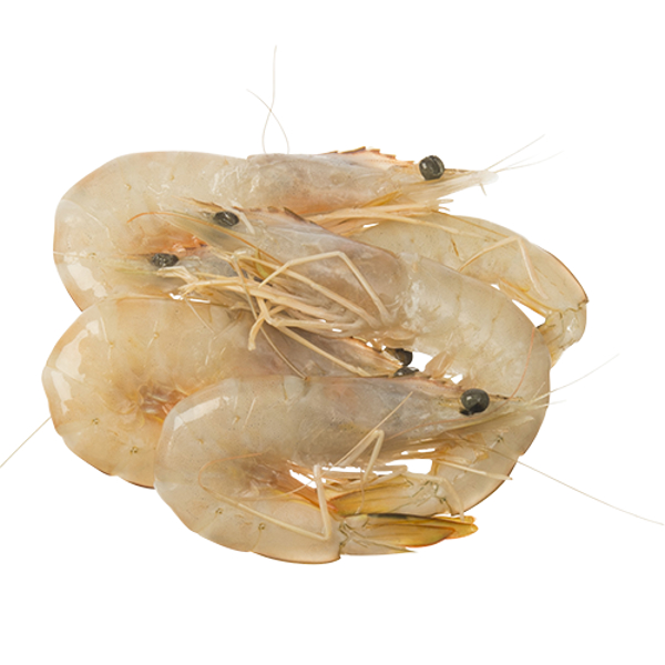 Fresh Frozen Shrimp