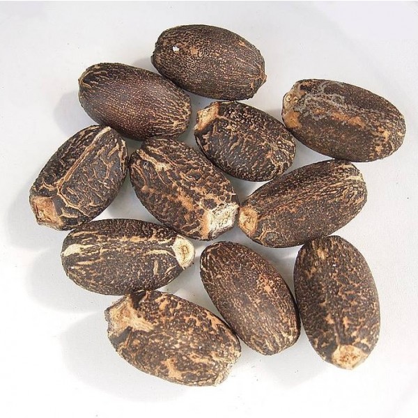 Jatropha Seeds